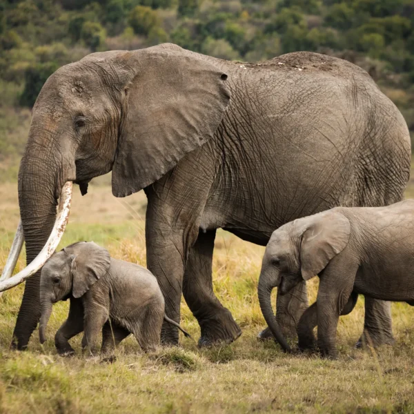 Shimba Hills_Seekers Tours and Safaris_Luxury Travel Packages