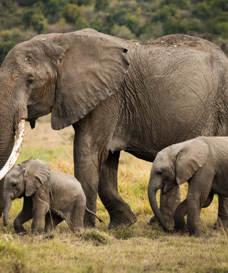 Shimba Hills_Seekers Tours and Safaris_Luxury Travel Packages