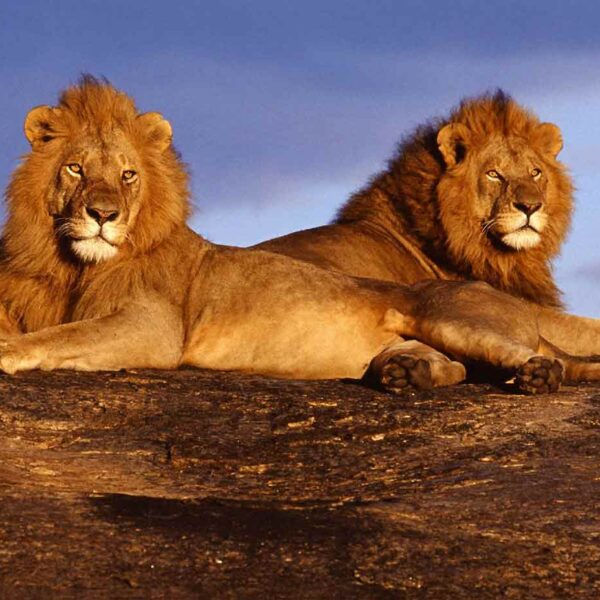 Tsavo-West-National-Parks_Seekers Tours and Safaris_ManEater Lions.